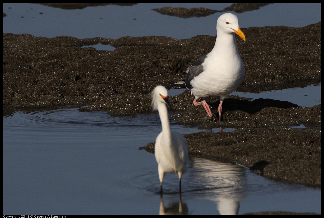 0508-071311-01.jpg - Western Gull and Snowy Egret