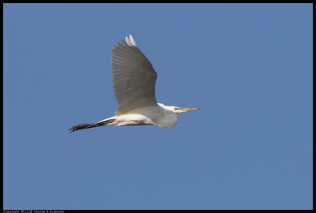 0508-072421-01.jpg - Great Egret