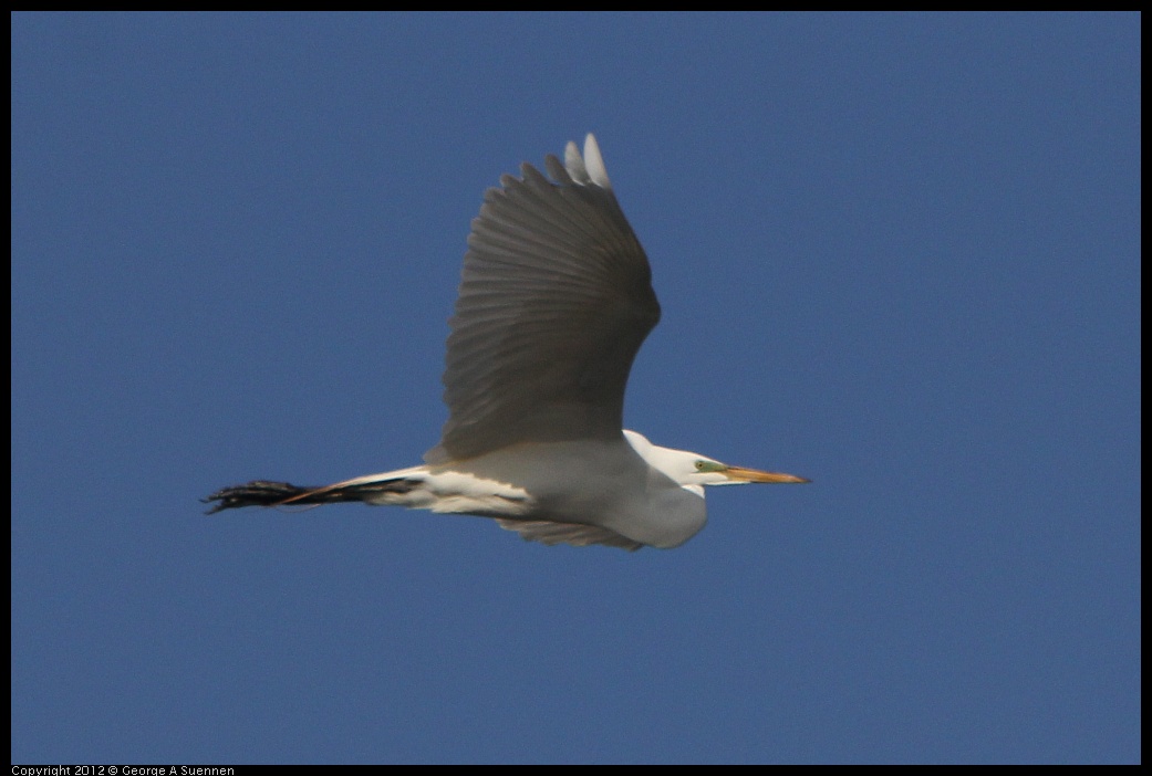 0508-072423-01.jpg - Great Egret