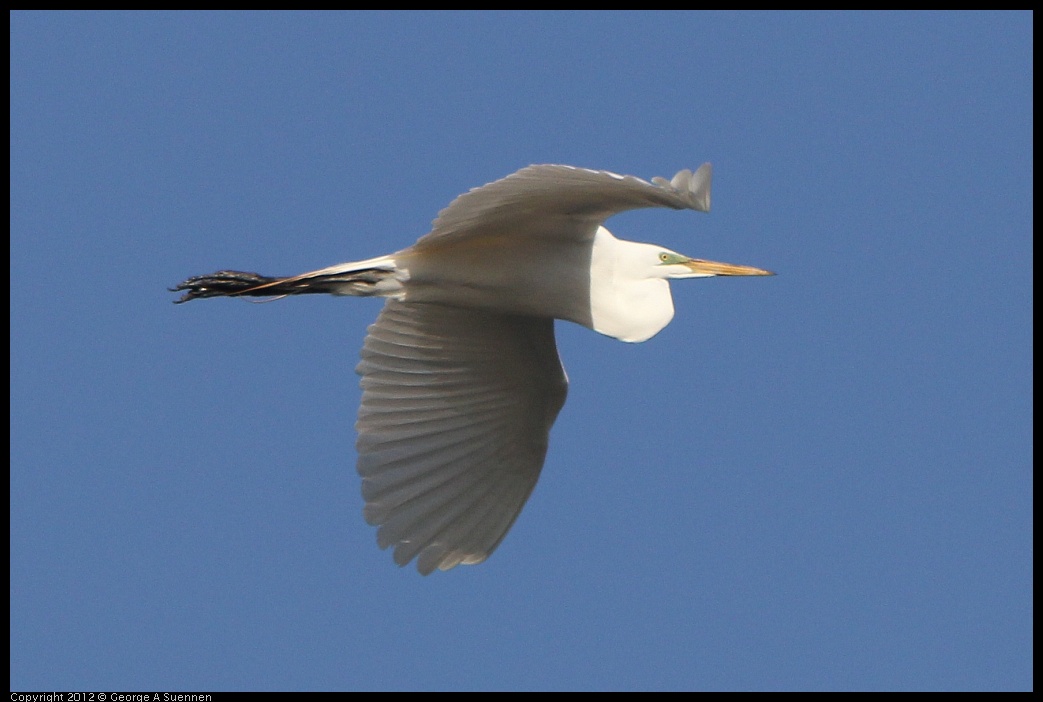 0508-072427-04.jpg - Great Egret