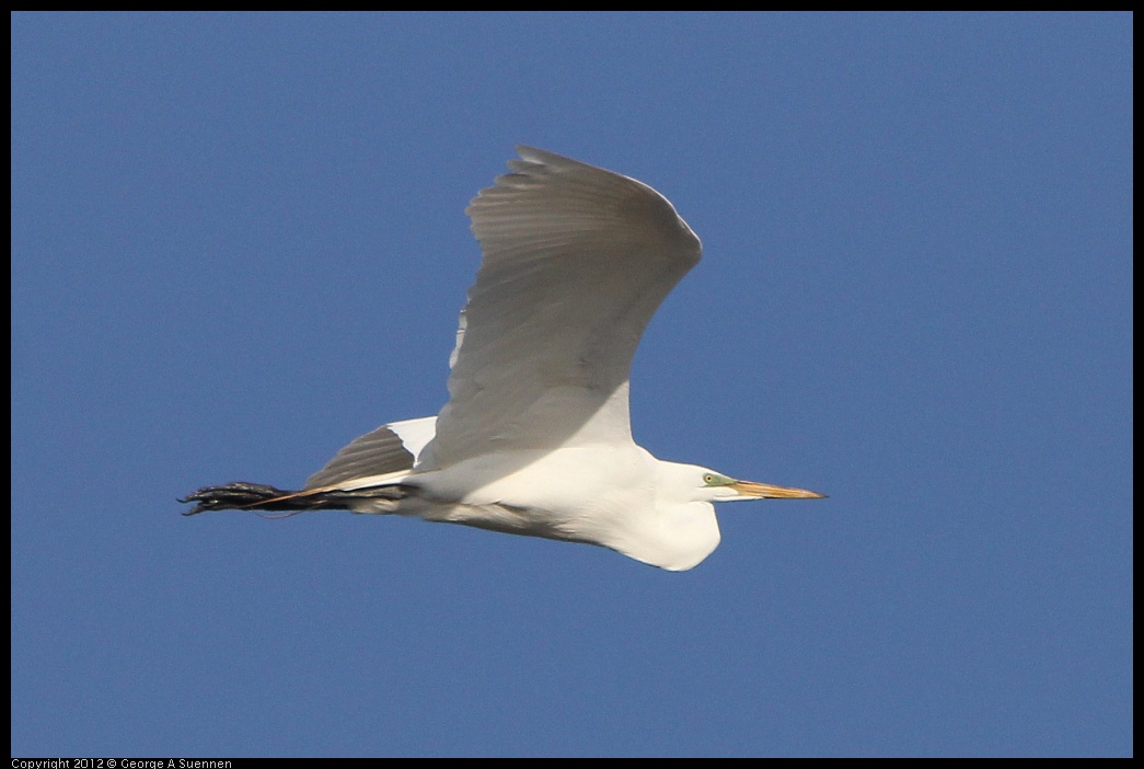 0508-072427-05.jpg - Great Egret