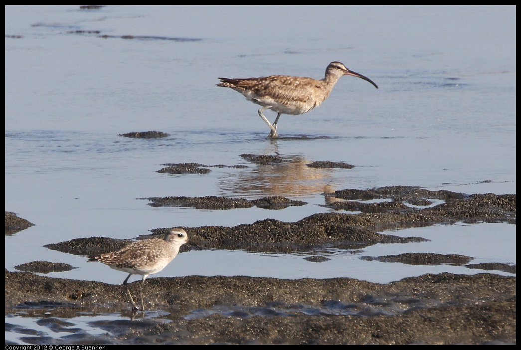 0508-072955-02.jpg - Black-Bellied Plover and Whimbrel
