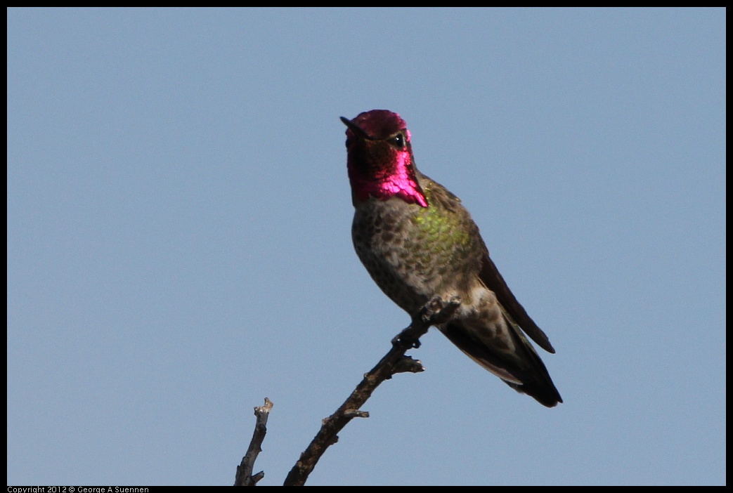 0508-074855-02.jpg - Anna's Hummingbird
