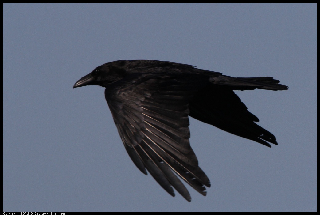 0508-080104-05.jpg - American Crow