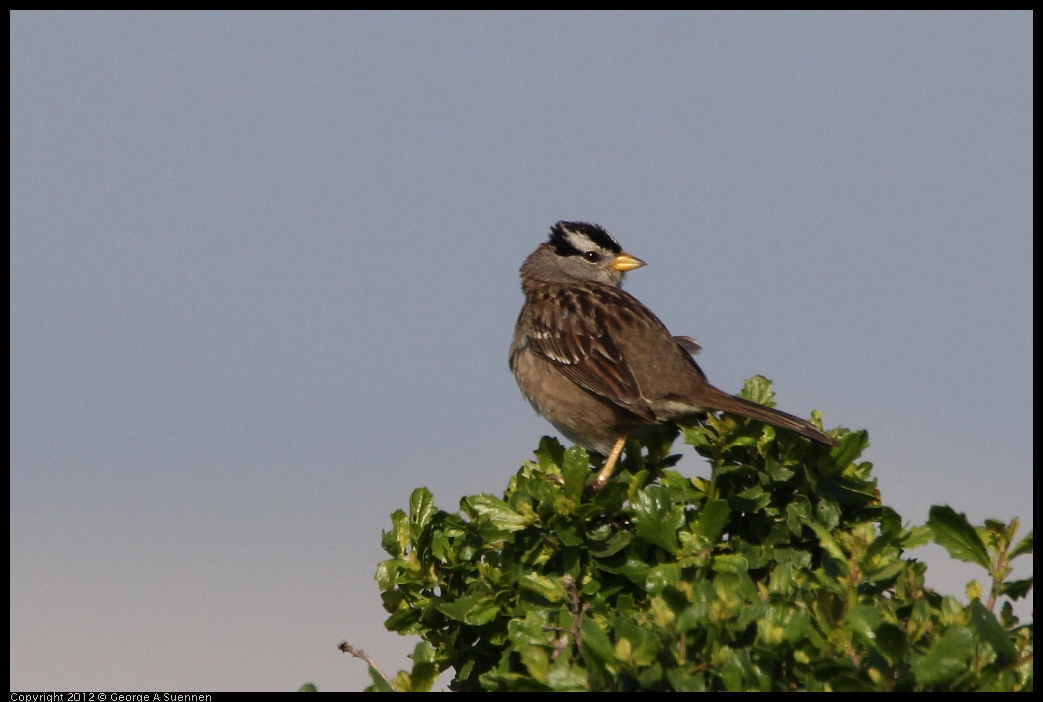 0508-080225-05.jpg - White-crowned Sparrow