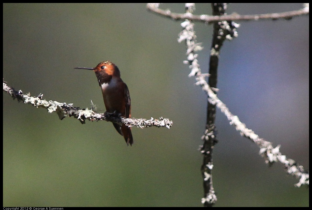 0512-153158-01.jpg - Allen's Hummingbird