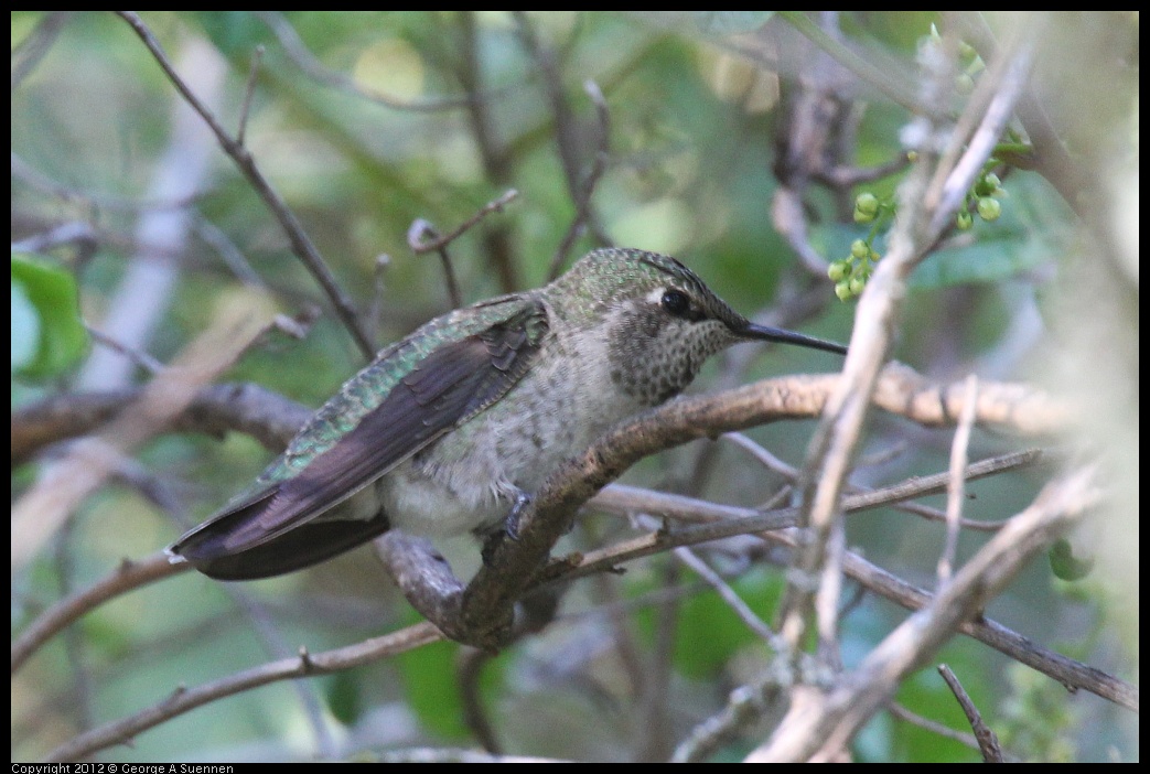 0512-154537-01.jpg - Anna's Hummingbird