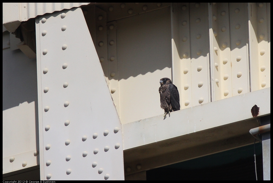 0530-083525-03.jpg - Peregrine Falcon Juvenile Female
