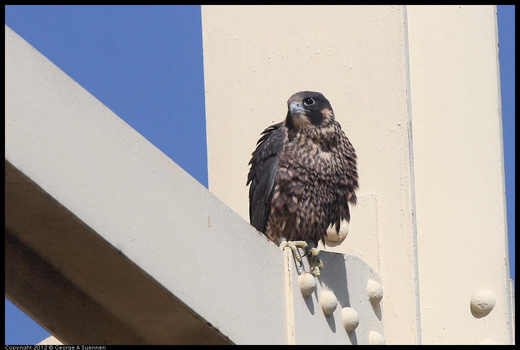 0530-084252-01.jpg - Peregrine Falcon Juvenile Male 1