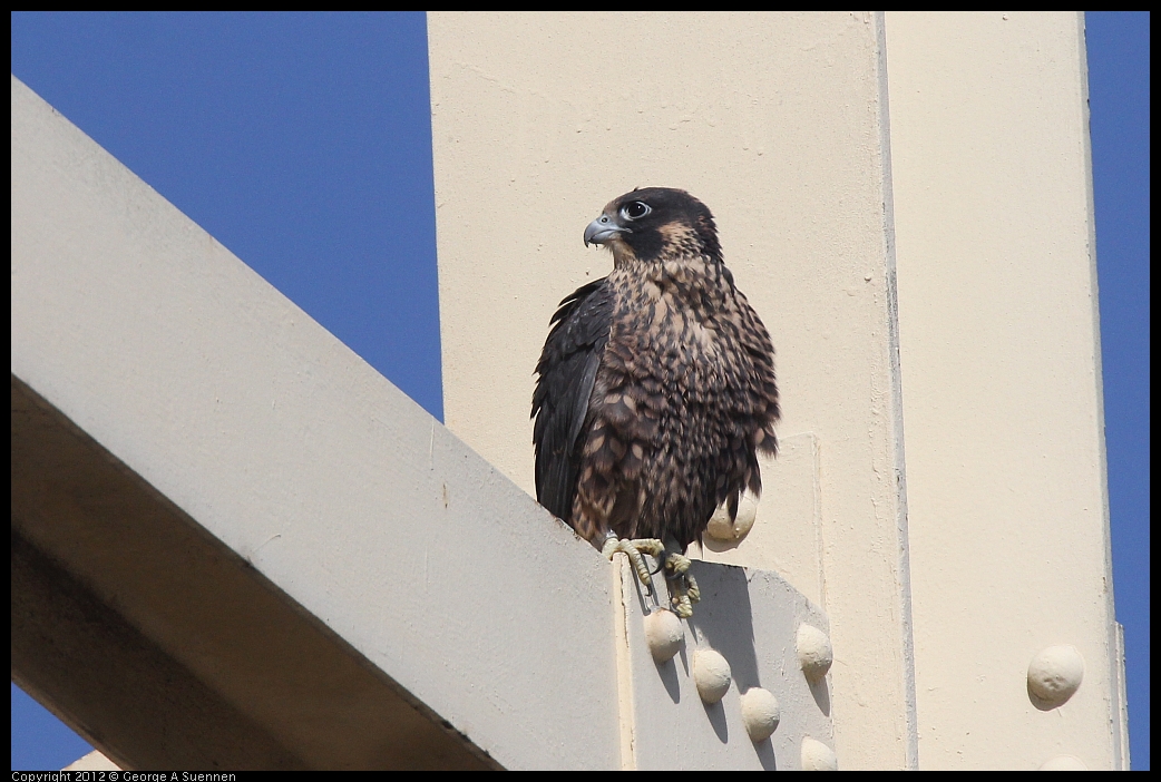 0530-084253-02.jpg - Peregrine Falcon Juvenile Male 1