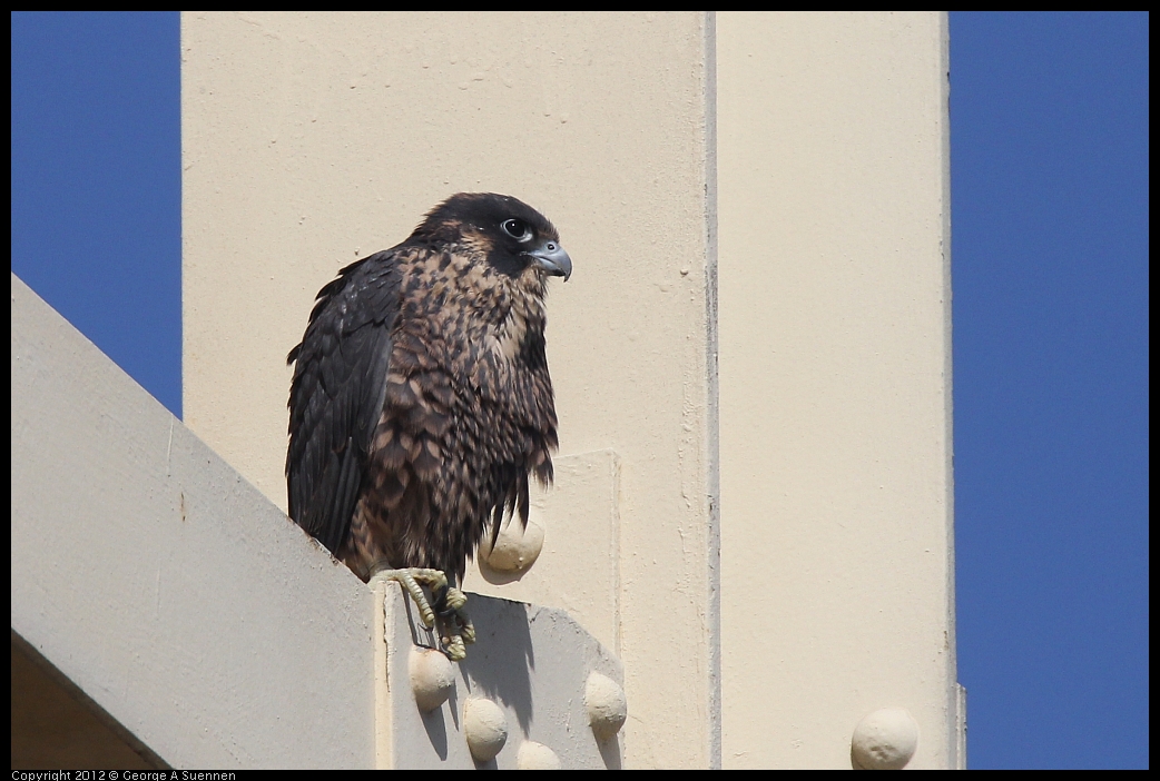 0530-084348-02.jpg - Peregrine Falcon Juvenile Male 1