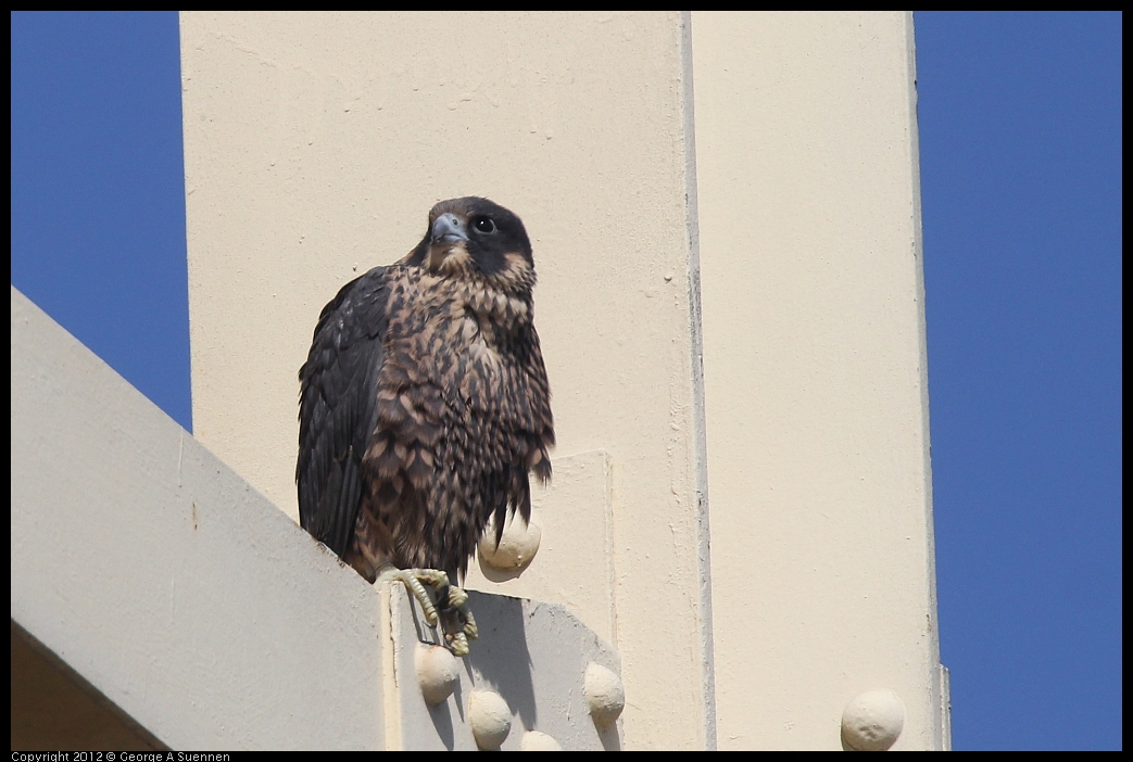 0530-084355-02.jpg - Peregrine Falcon Juvenile Male 1