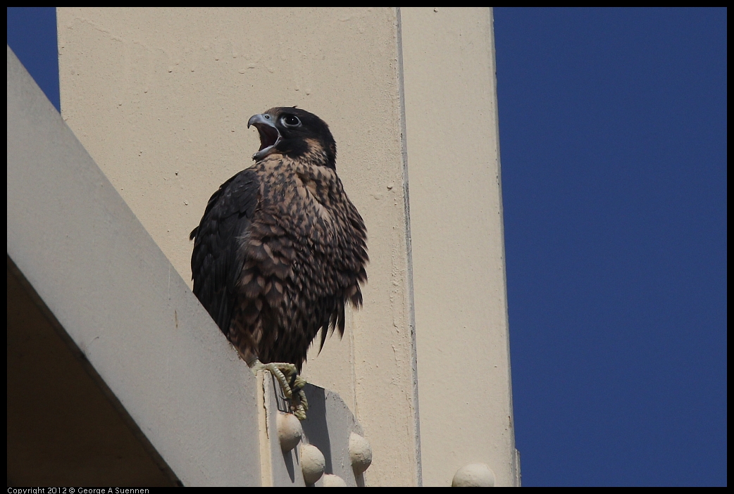 0530-084414-01.jpg - Peregrine Falcon Juvenile Male 1