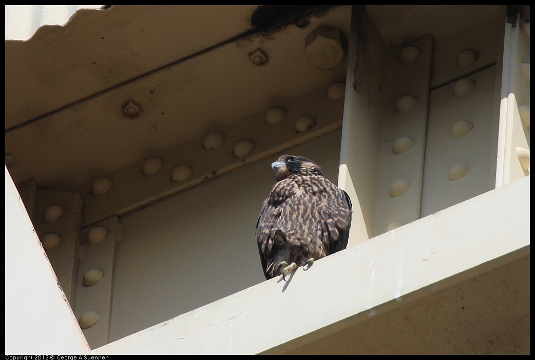 0530-084435-03.jpg - Peregrine Falcon Juvenile Female