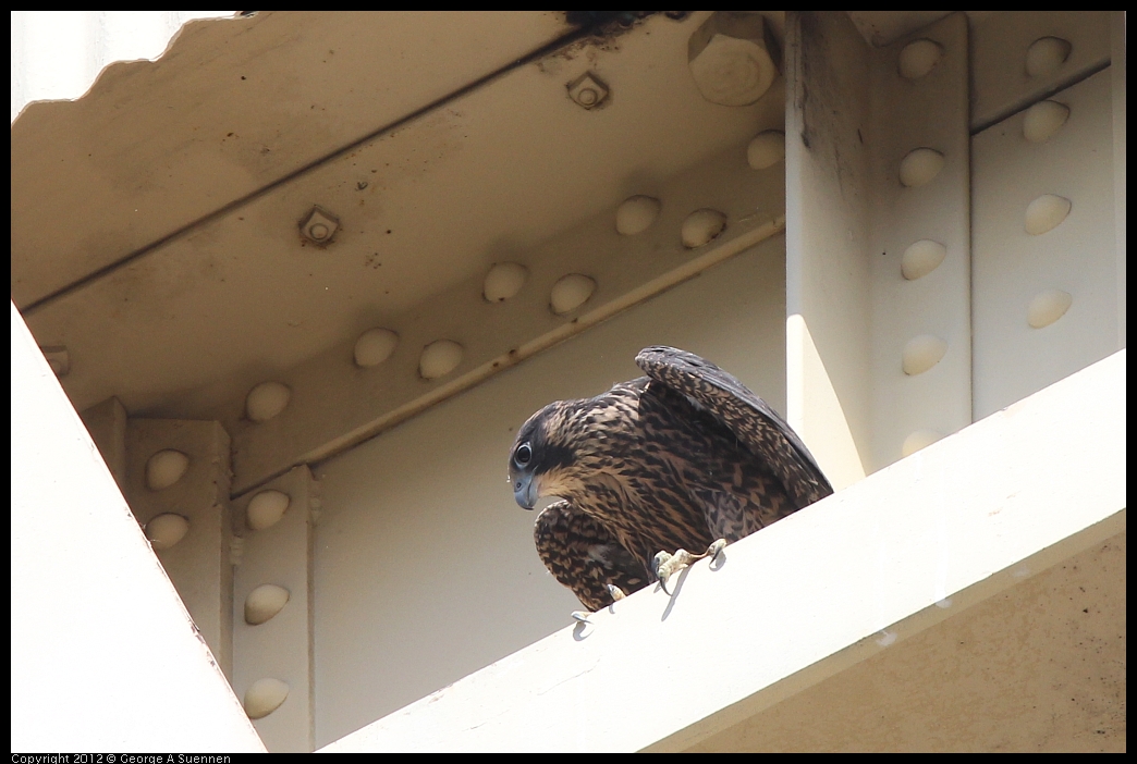0530-084559-03.jpg - Peregrine Falcon Juvenile Female
