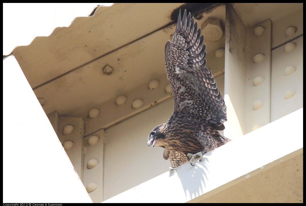 0530-084602-01.jpg - Peregrine Falcon Juvenile Female