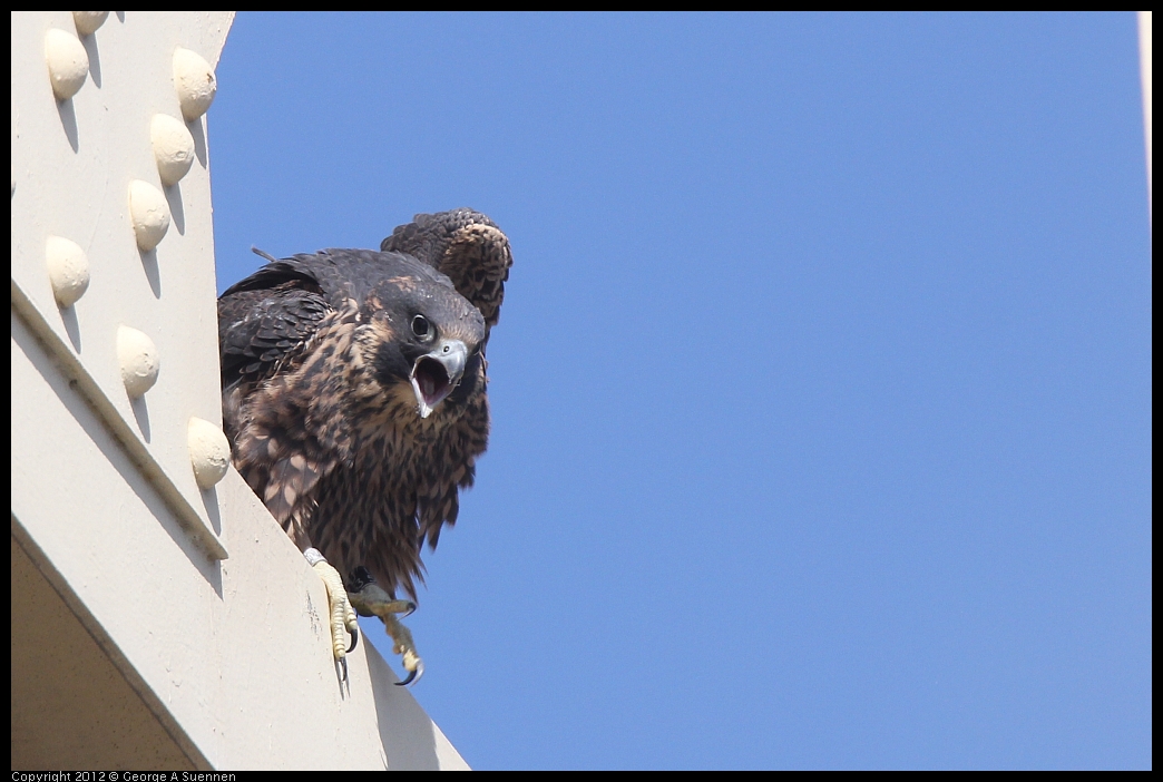 0530-084623-01.jpg - Peregrine Falcon Juvenile Male 1