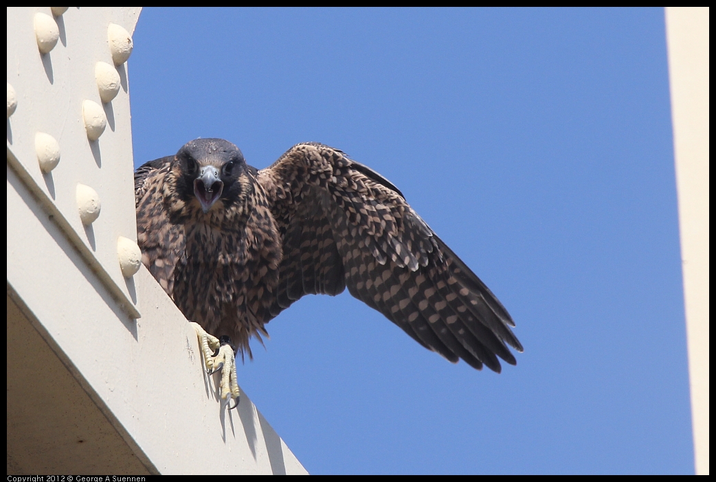 0530-084623-03.jpg - Peregrine Falcon Juvenile Male 1