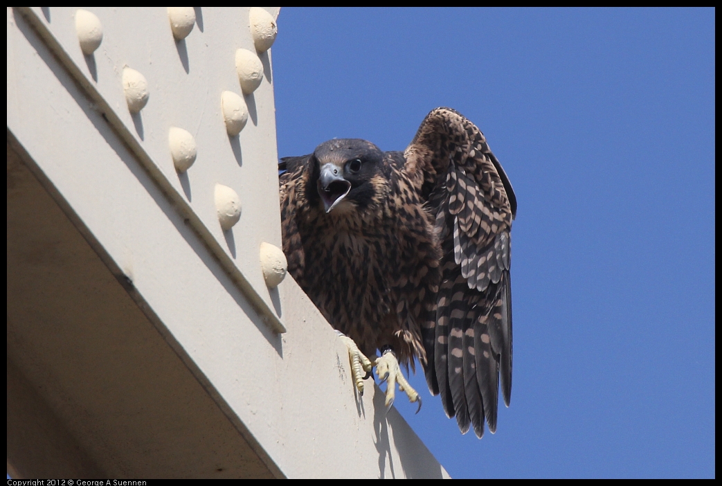 0530-084624-01.jpg - Peregrine Falcon Juvenile Male 1