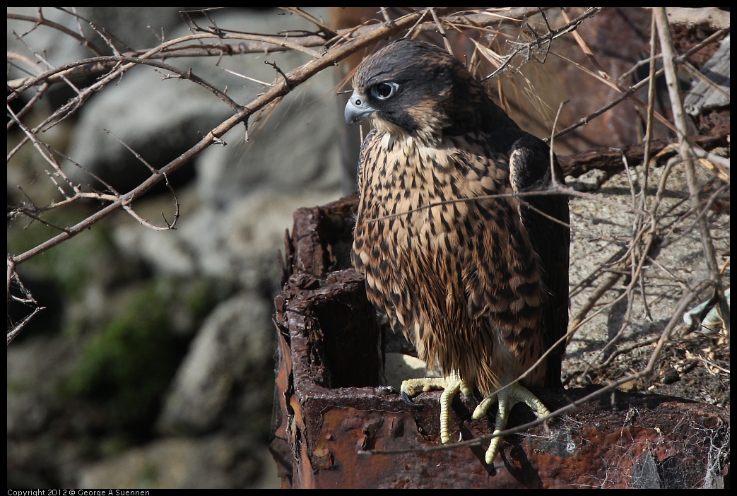 0530-085109-03.jpg - Peregrine Falcon Juvenile Male 2