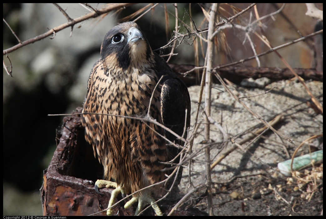 0530-085132-03.jpg - Peregrine Falcon Juvenile Male 2