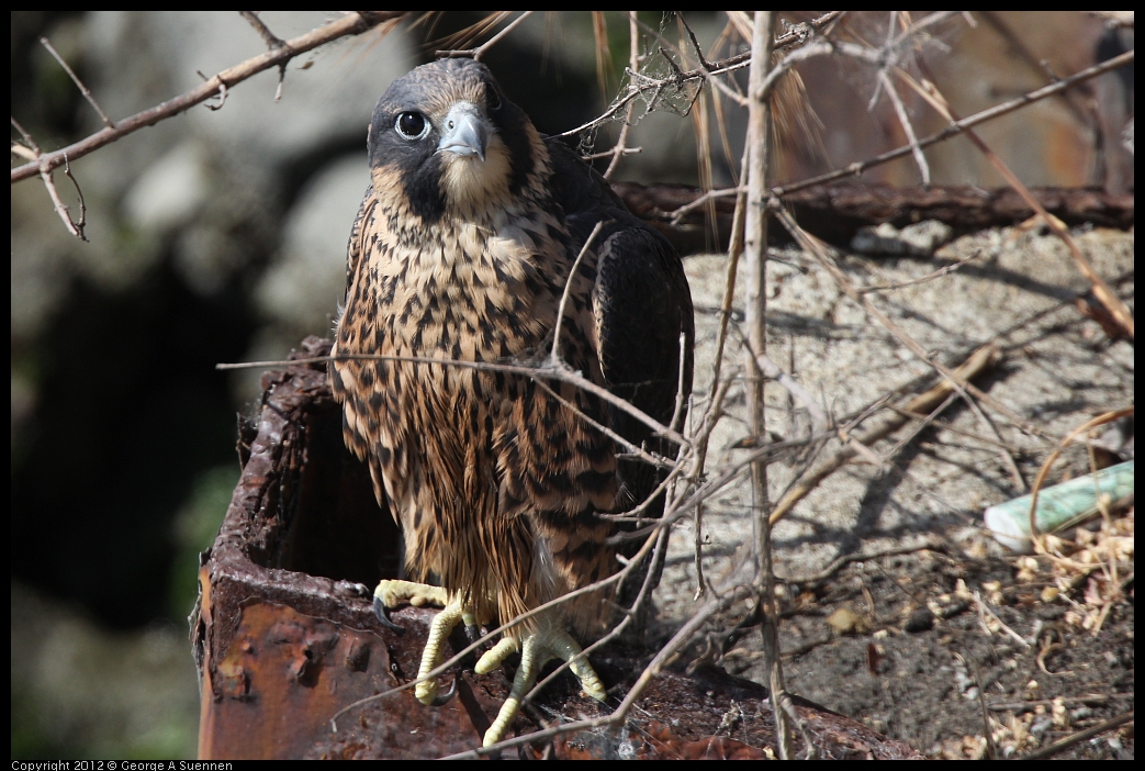 0530-085146-02.jpg - Peregrine Falcon Juvenile Male 2