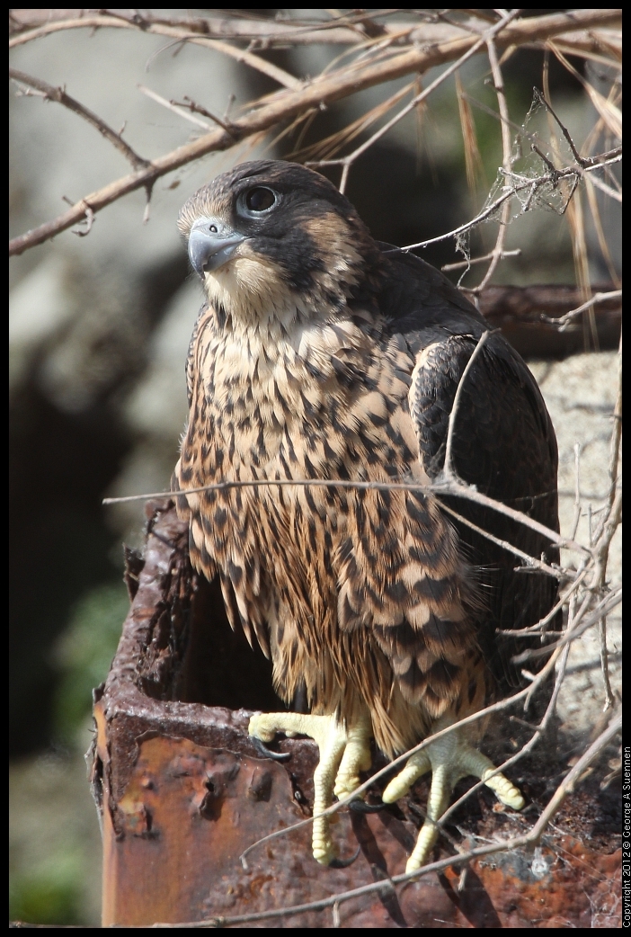 0530-085228-01.jpg - Peregrine Falcon Juvenile Male 2