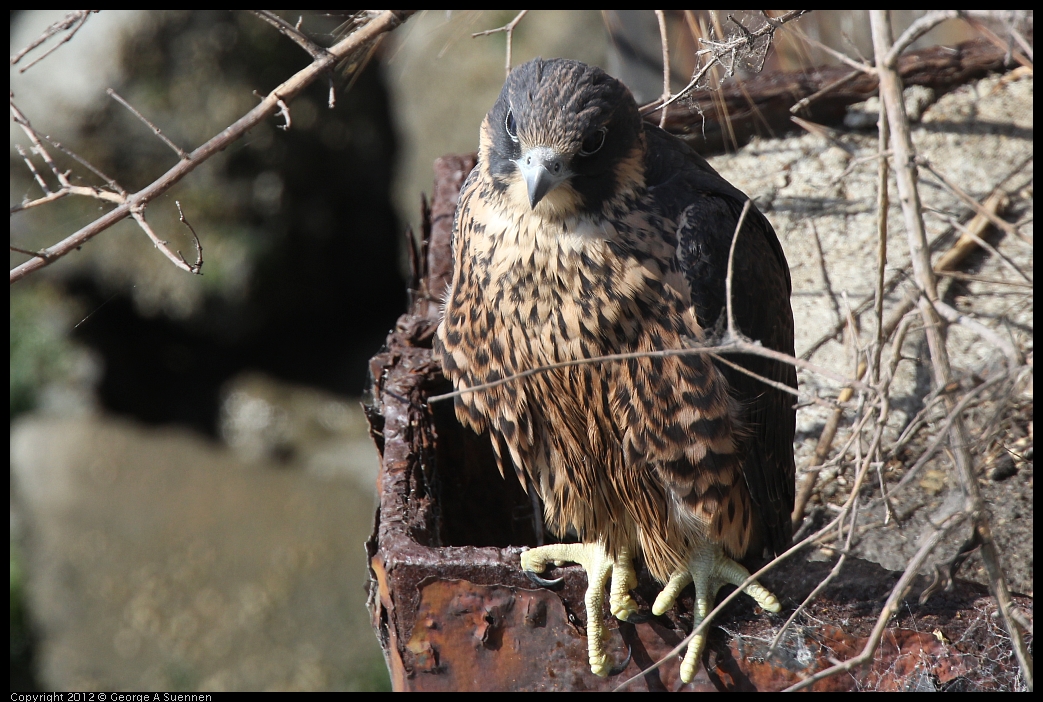 0530-085438-01.jpg - Peregrine Falcon Juvenile Male 2
