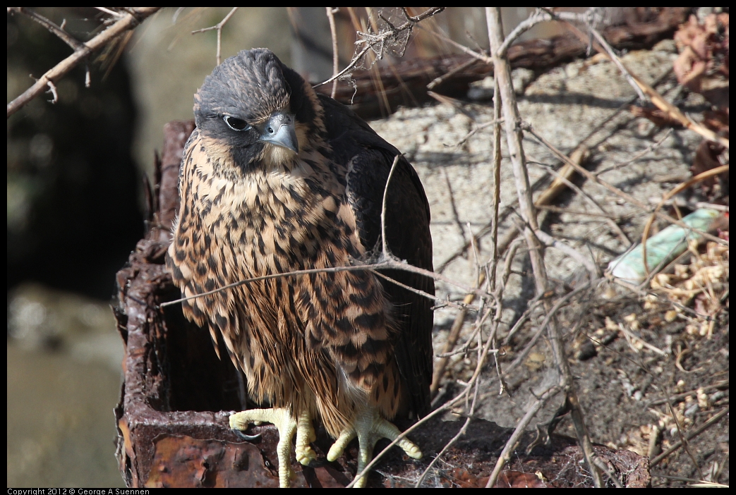 0530-085439-01.jpg - Peregrine Falcon Juvenile Male 2