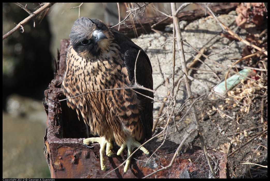 0530-085440-05.jpg - Peregrine Falcon Juvenile Male 2