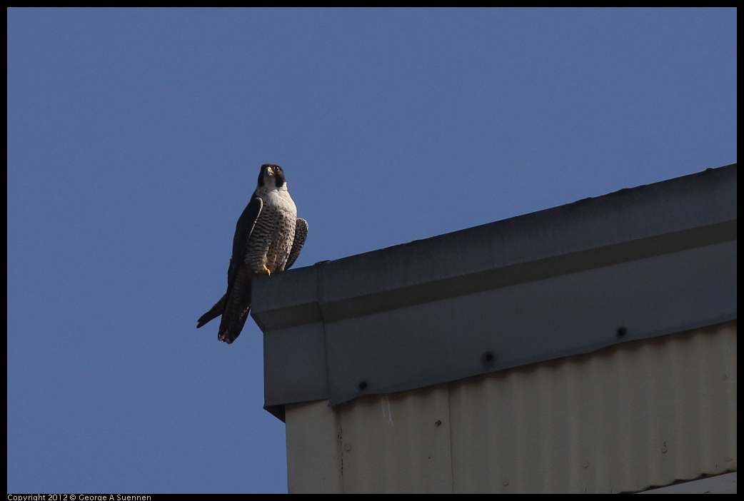 0530-085729-01.jpg - Peregrine Falcon Adult 1