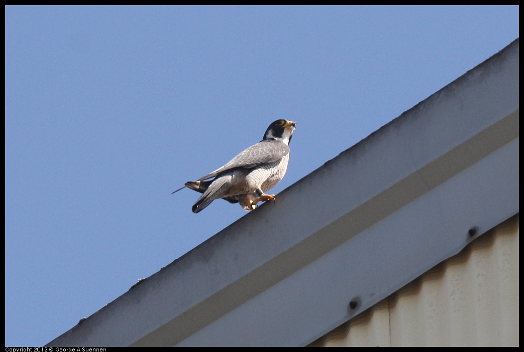 0530-090447-01.jpg - Peregrine Falcon Adult 2