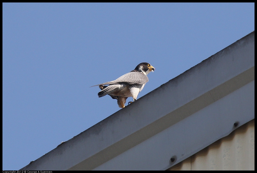 0530-090456-02.jpg - Peregrine Falcon Adult 2
