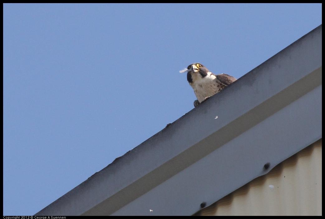 0530-090548-01.jpg - Peregrine Falcon Adult 1