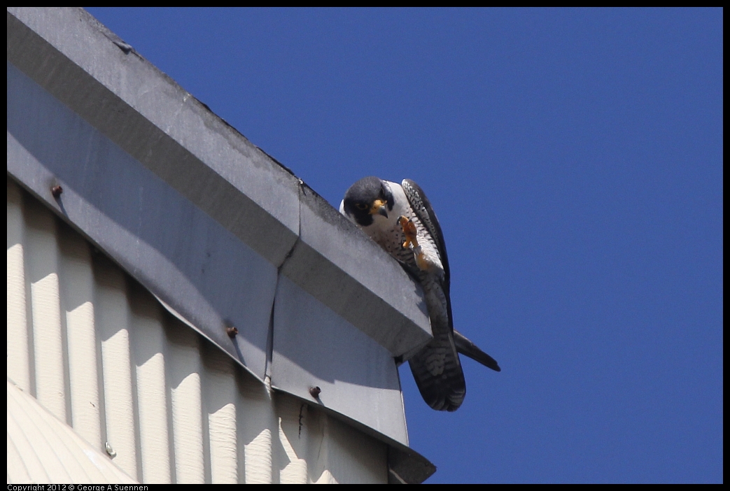 0530-090611-02.jpg - Peregrine Falcon Adult 2