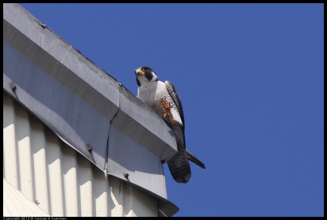 0530-090611-05.jpg - Peregrine Falcon Adult 2