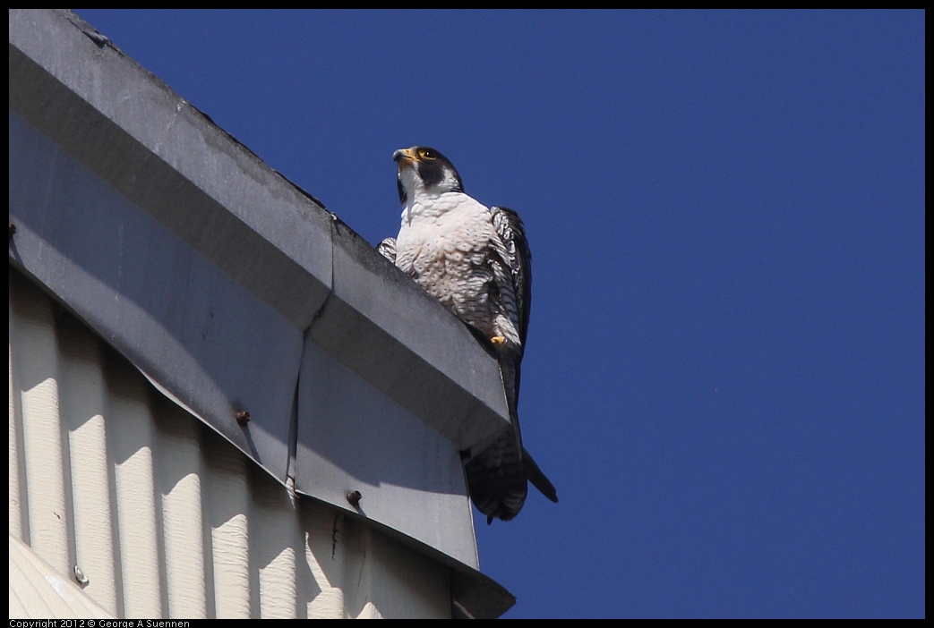 0530-090615-02.jpg - Peregrine Falcon Adult 2