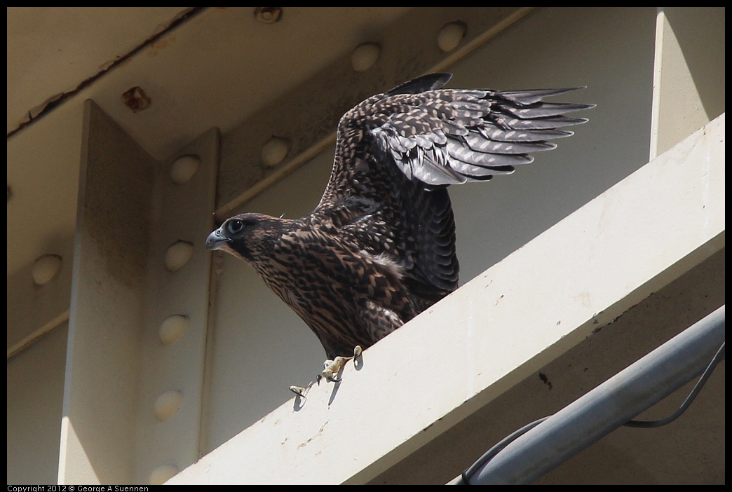 0530-090901-03.jpg - Peregrine Falcon Juvenile Female