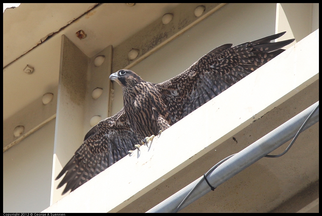 0530-090912-02.jpg - Peregrine Falcon Juvenile Female