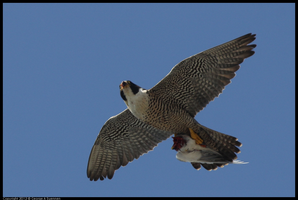 0530-091059-02.jpg - Peregrine Falcon Adult 1