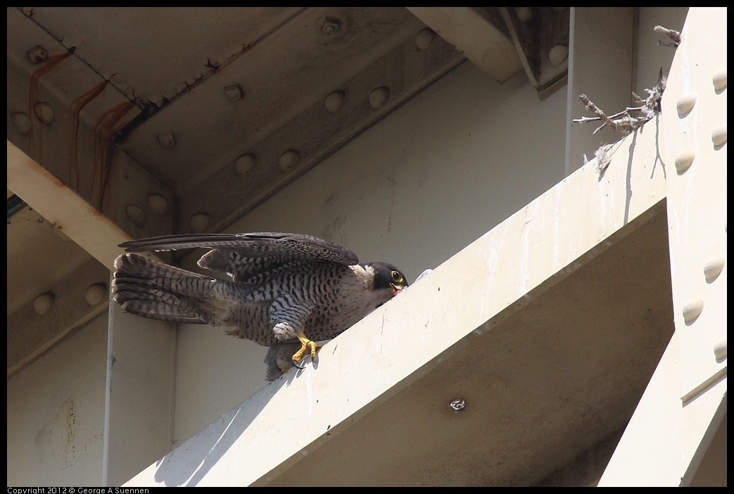 0530-091115-03.jpg - Peregrine Falcon Adult 1