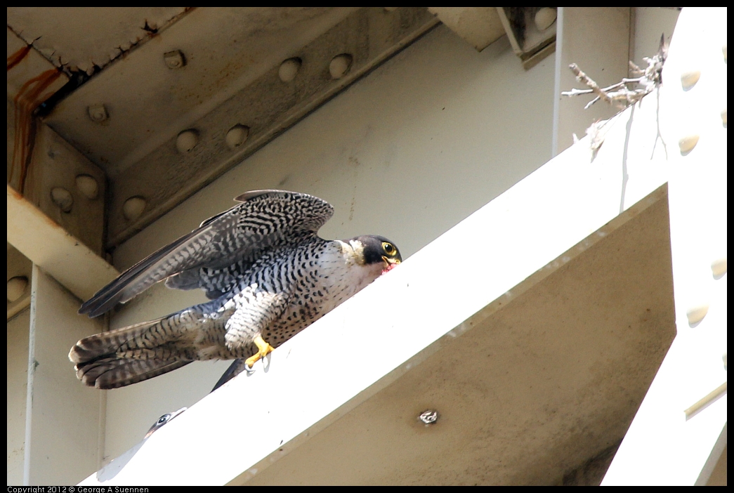 0530-091115-05.jpg - Peregrine Falcon Adult 1