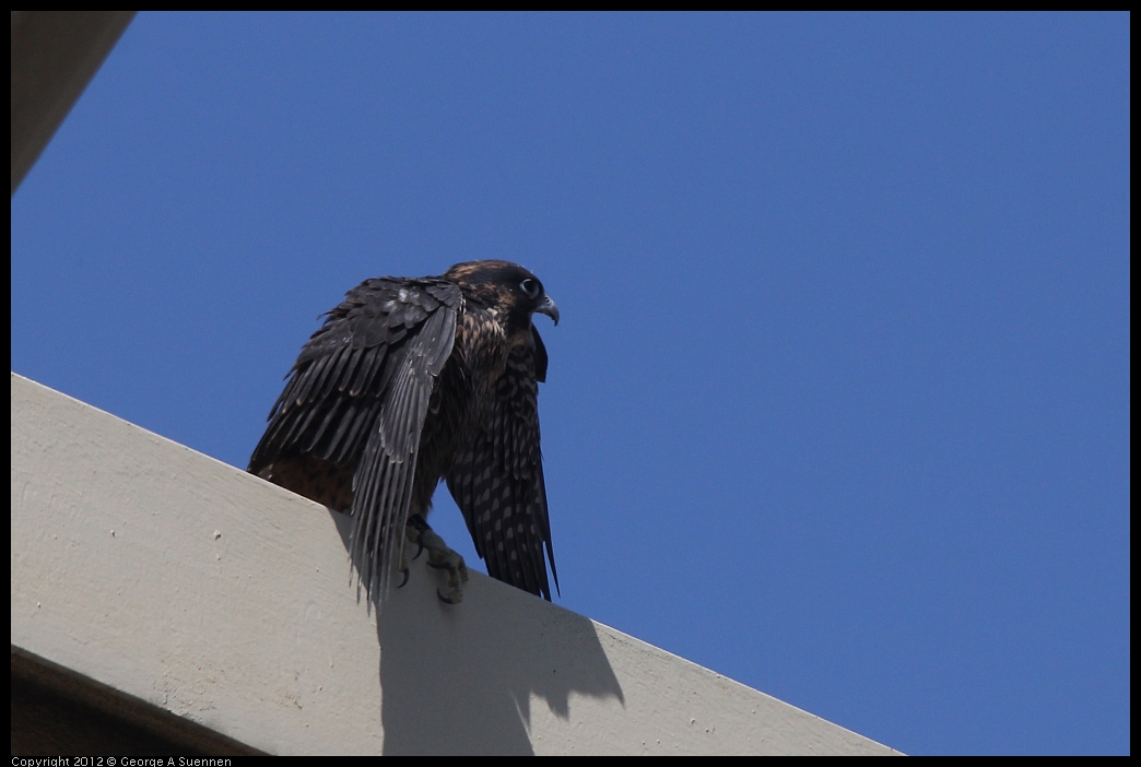 0530-091123-02.jpg - Peregrine Falcon Juvenile Male 1