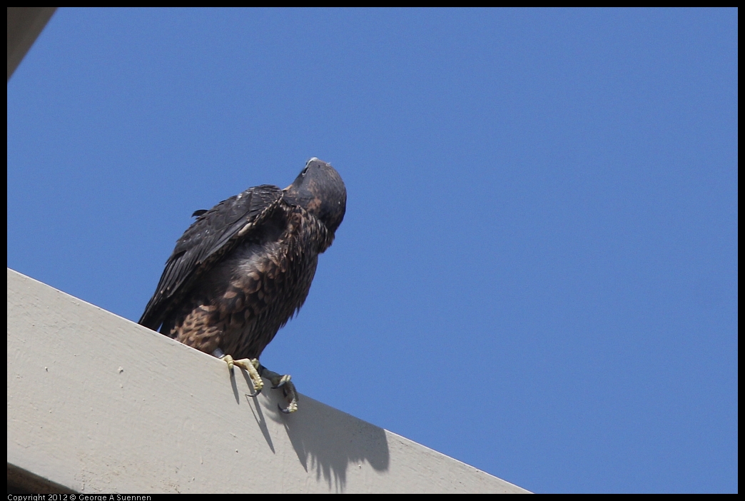 0530-091124-02.jpg - Peregrine Falcon Juvenile Male 1