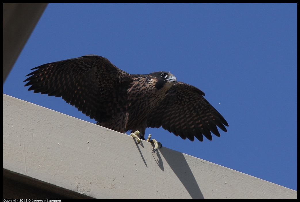 0530-091135-01.jpg - Peregrine Falcon Juvenile Male 1