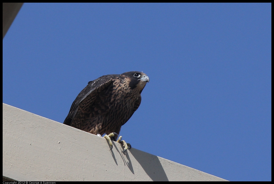 0530-091136-03.jpg - Peregrine Falcon Juvenile Male 1