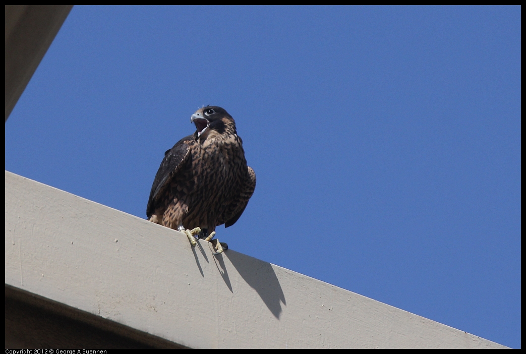 0530-091141-03.jpg - Peregrine Falcon Juvenile Male 1
