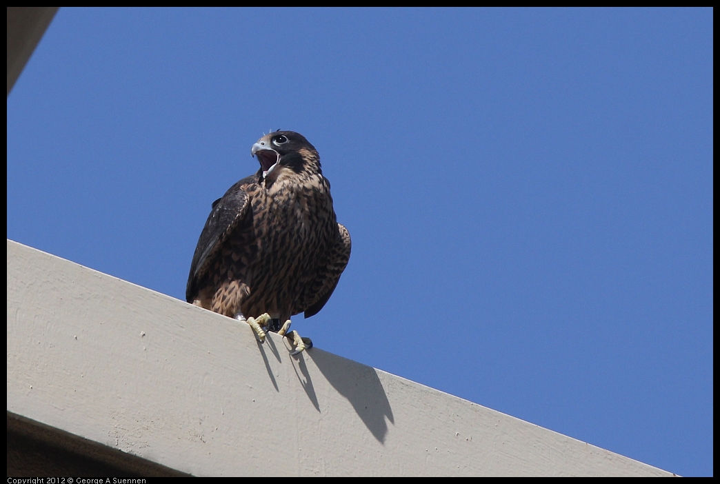0530-091141-04.jpg - Peregrine Falcon Juvenile Male 1