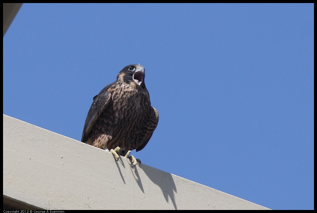0530-091142-02.jpg - Peregrine Falcon Juvenile Male 1