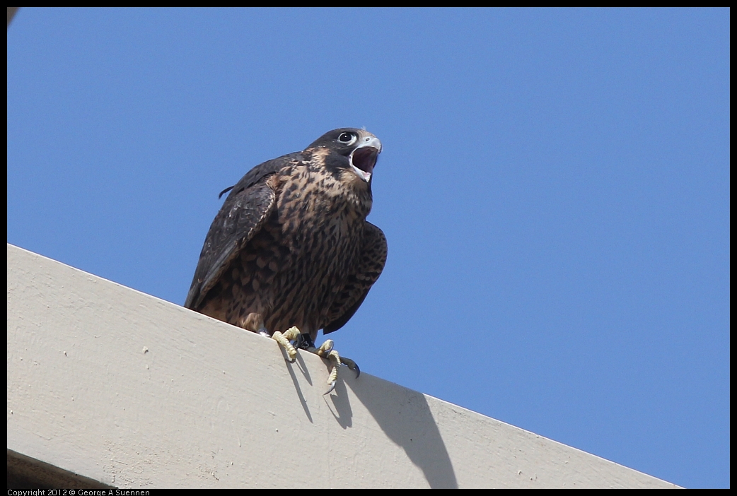 0530-091143-04.jpg - Peregrine Falcon Juvenile Male 1